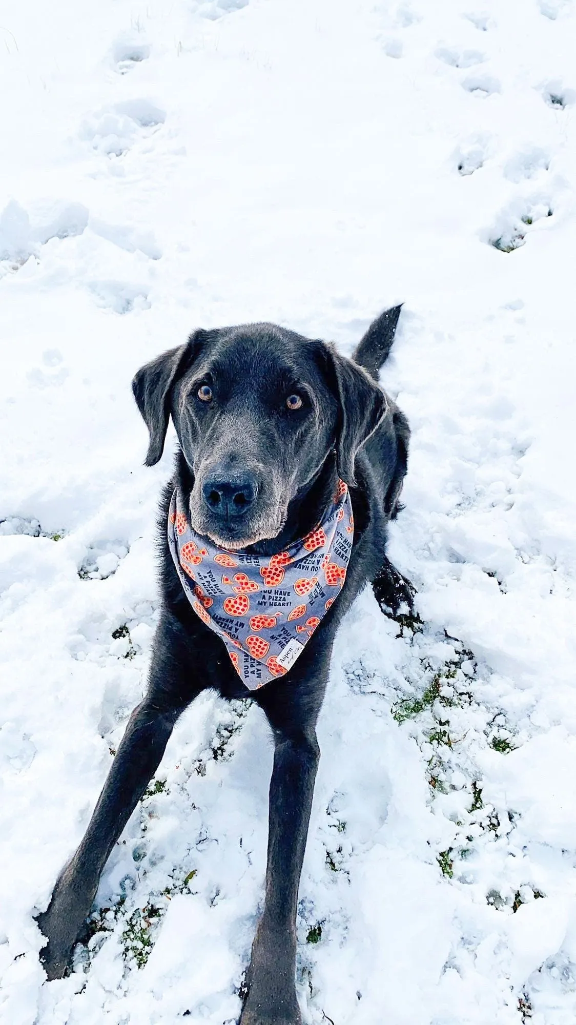 Pizza My Heart Dog Bandana