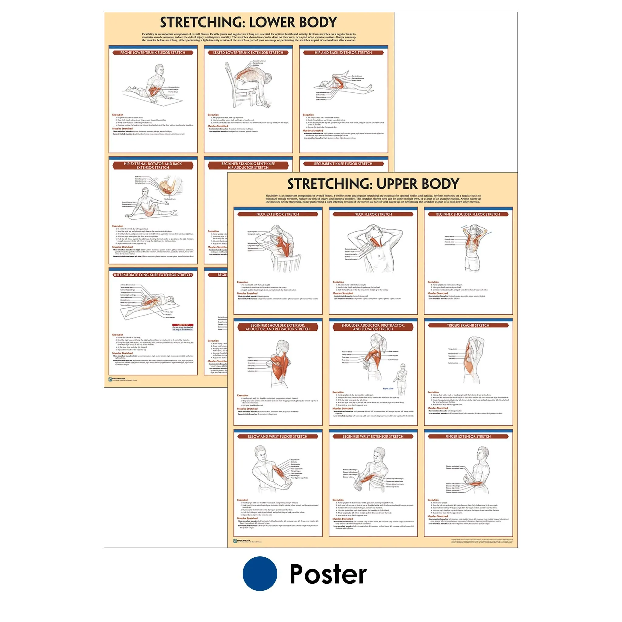 Stretching Anatomy Poster Series